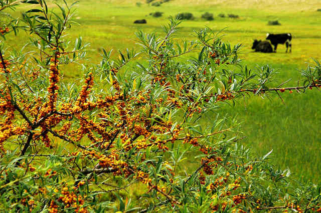 ͼΪɽ��ʡ��������Զ����ֲ��ɳ����2007��12��11���㣩���»��緢����̩�㣩