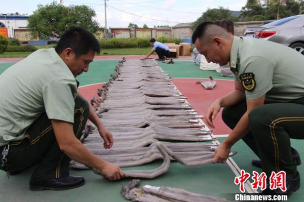 官兵对貂皮举行清点。
