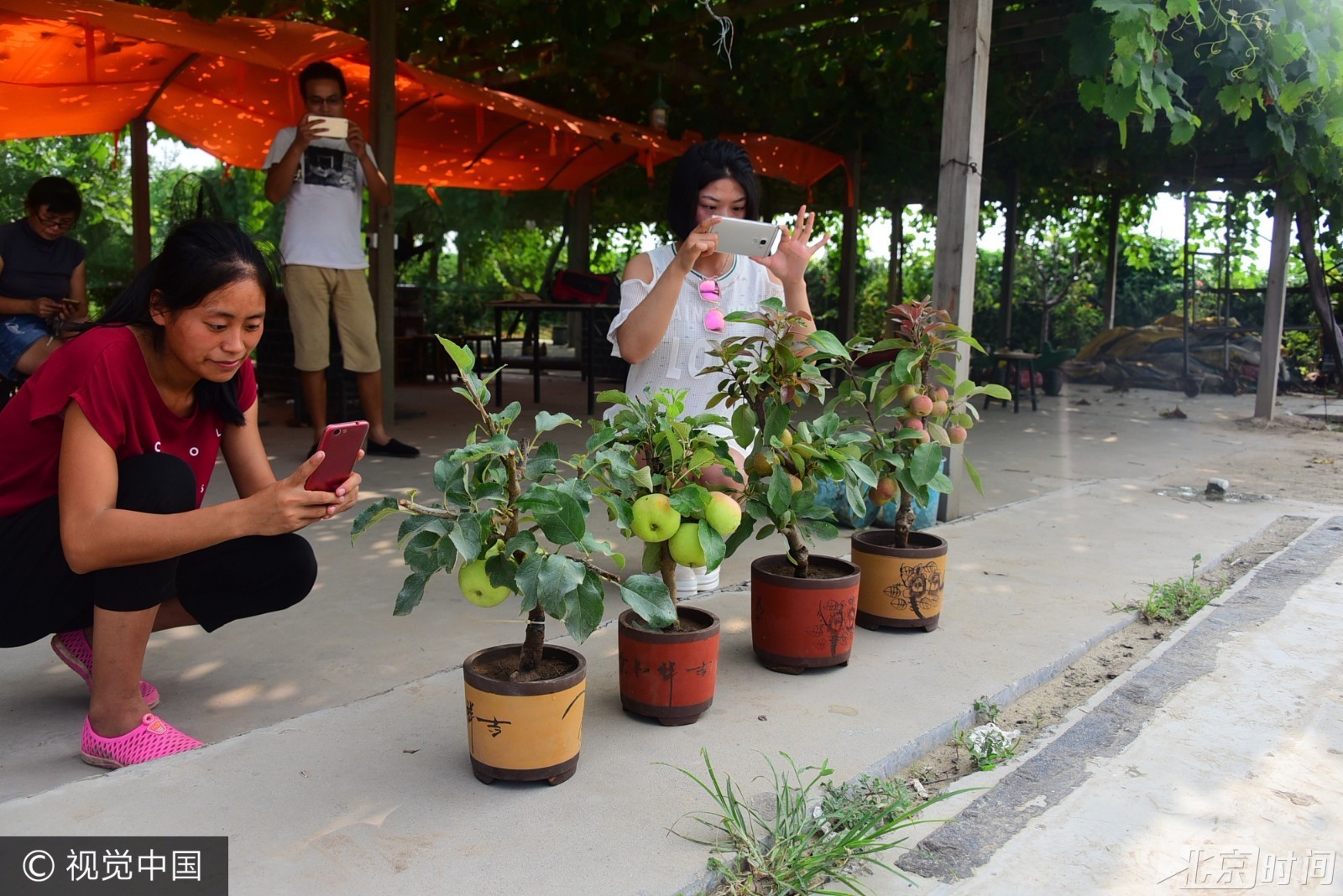 年轻小伙培育微型水果盆景 希望成为情人节礼