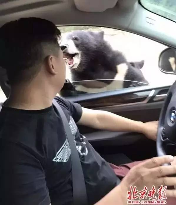 对规则置若罔闻的战熊类游客应进黑名单!