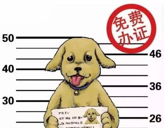 哈尔滨养狗的注意了! 办了这件事不仅省下不少
