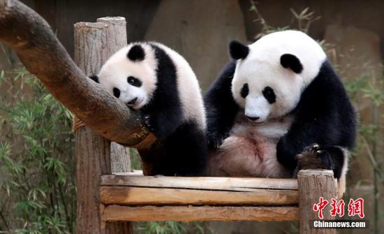 资料图：中国租借马来西亚的两只大熊猫“兴兴”和“靓靓”于2015年诞下熊猫宝宝“暖暖。中新社记者 赵胜玉 摄
