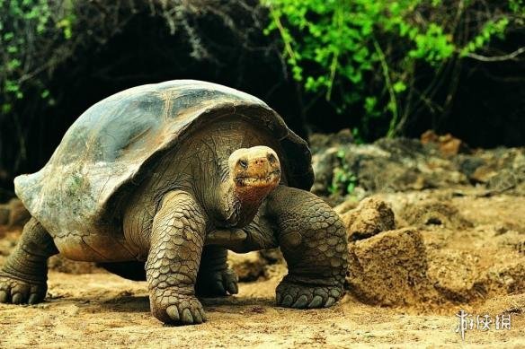 世界上最大的动物有多长 pX1Z-fykcypq4456974.jpg