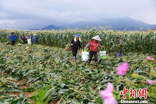 资料图：江西省新余市渝水区人和乡穑诞村农民在田间采收玉米。　周亮 摄