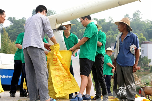 稻谷熟了志愿者帮忙收割长寿助残收割活动暖