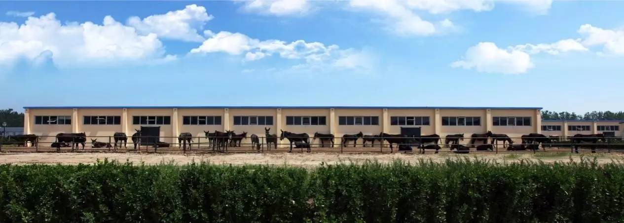 【关注】千年传承的东阿阿胶走向世界|东阿阿