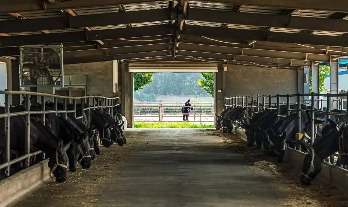 【关注】千年传承的东阿阿胶走向世界|东阿阿