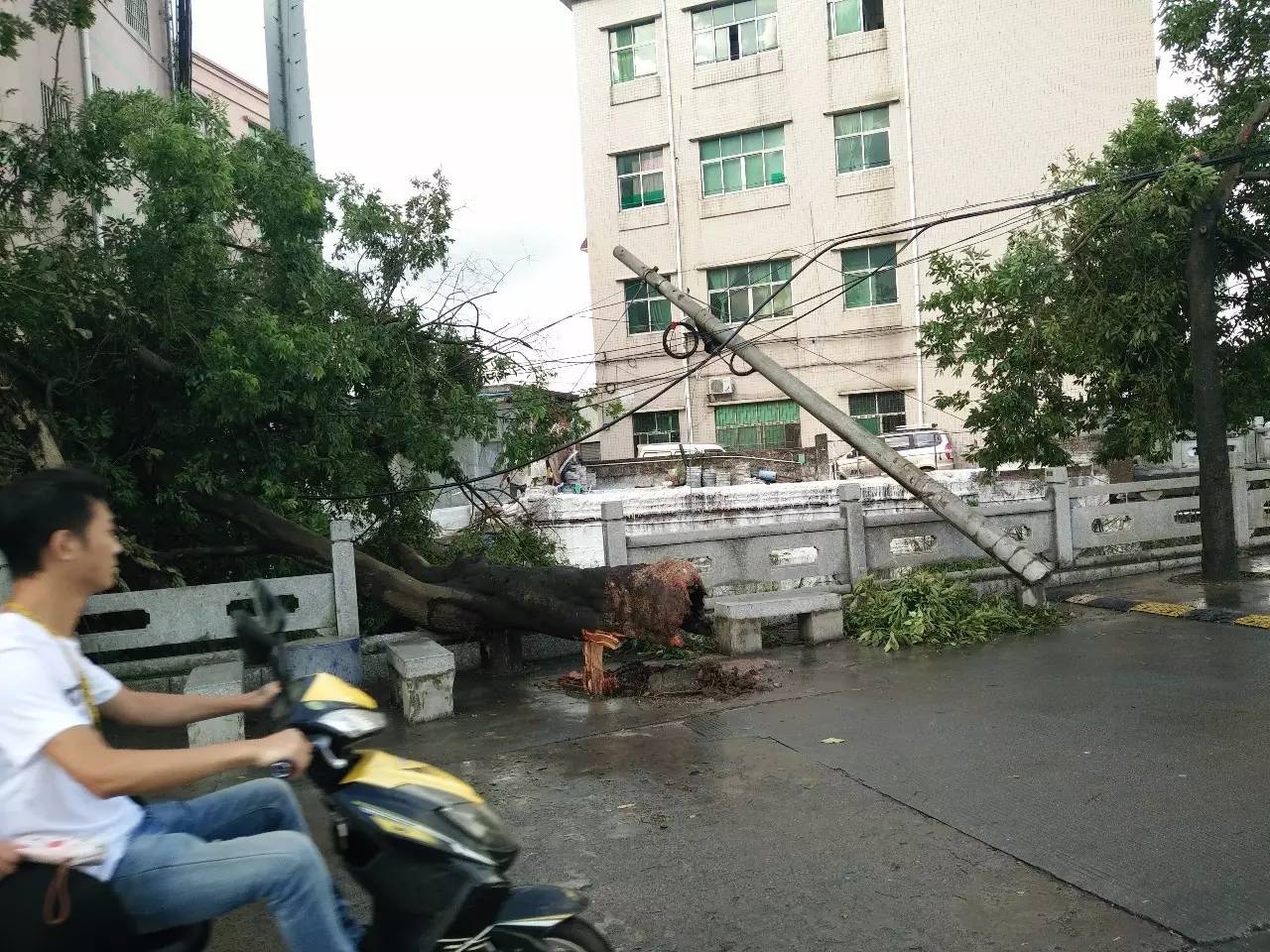  △台风过境，当地树木和电线杆被强风刮断。