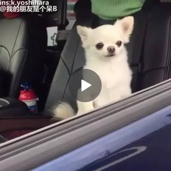 囧哥午间版:啥好看的皮囊有趣的躯壳 你就是熬夜的猪精 囧哥午间版:啥好看的皮囊有趣的躯壳 你就是熬夜的猪精图片