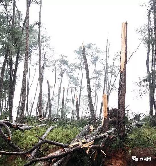 早fun|云南首例网约车受案 滴滴女司机胜诉 却拿