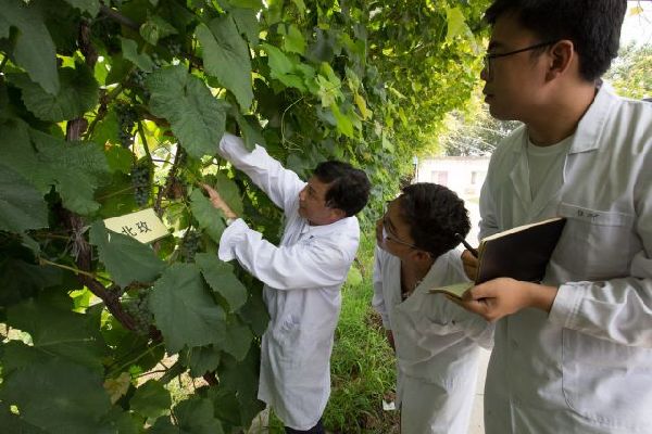 遗传图谱、基因剪辑--看中国植物学家如何种葡萄|中科院|葡萄|李绍华_新浪新闻