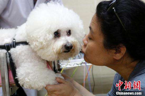 的新福音 铲屎官带主子去理疗吧|铲屎官|针灸|宠