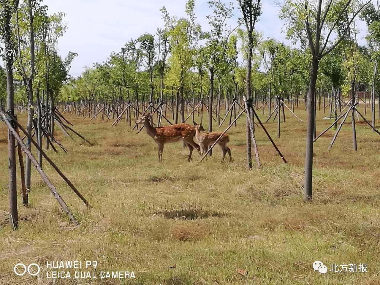 速读|①首府污水处理费上涨了!②呼市:两只梅花