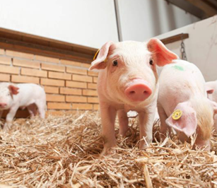 搞事情?天猫要在云上养丹麦猪?!|天猫|丹麦|食