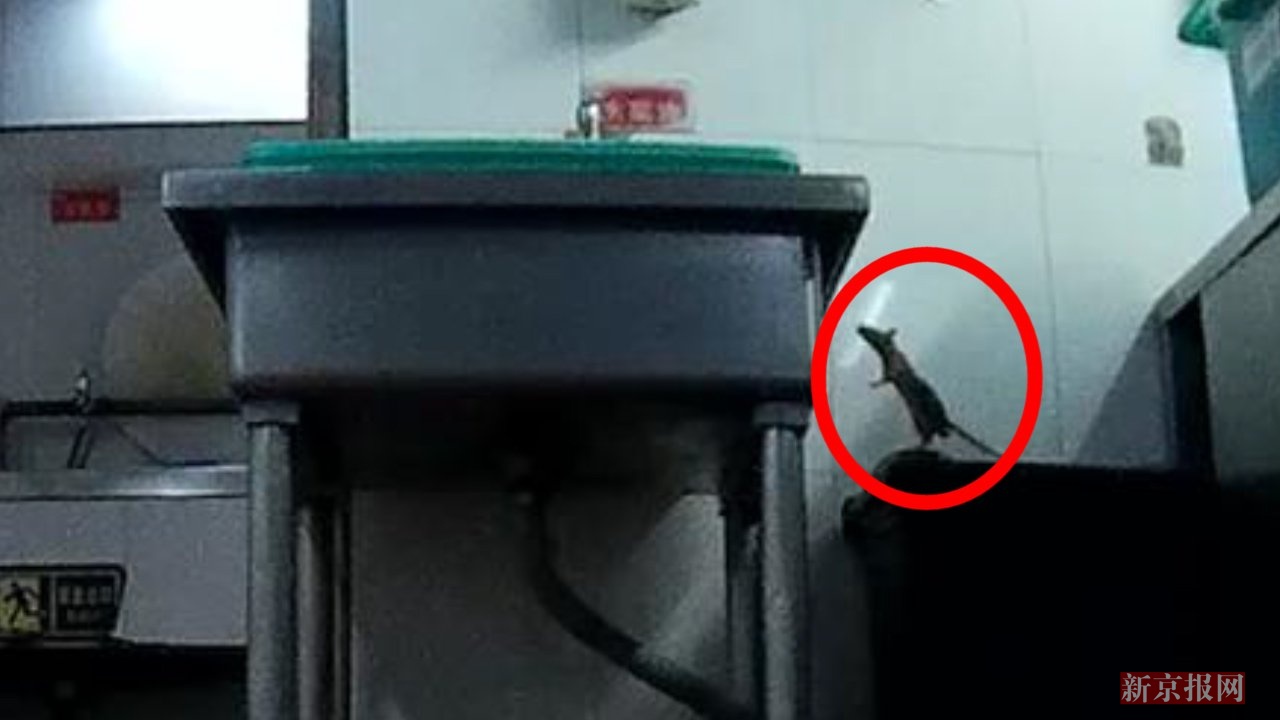 道歉了!海底捞承认厨房暗藏老鼠称已整改|海底捞|老鼠|厨房_新浪新闻