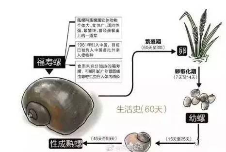 纯微观 | 点个外卖,里面的"田螺"居然长这样!吃货留心