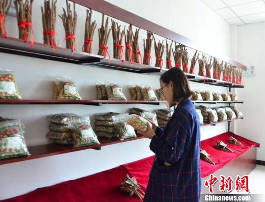 甘肃张掖办陇药博览会 引数百企业共育西部药