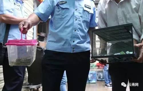 黄金蟒、银环蛇、黑眉锦蛇.近期有蛇频现昆明