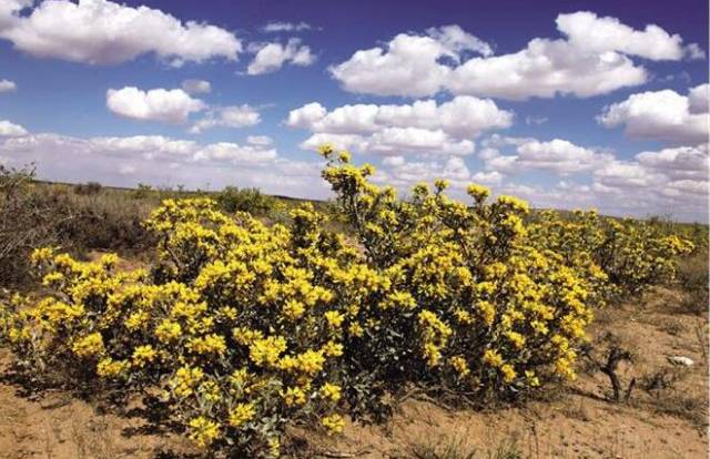 快看!内蒙古阿左旗发现的濒危物种半日花长