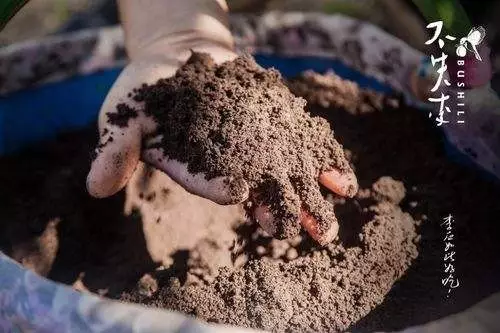 再造:百果园加速线上线下融合|生鲜电商|产业互