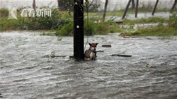 飓风哈维引发洪水 狗狗被拴路边遭遗弃 浑身
