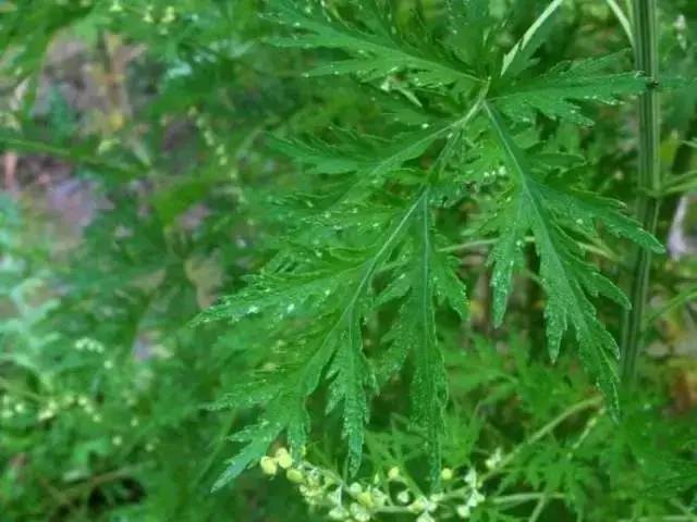 东方早安丨松下问童子,言师采药去|松下|童子|贾