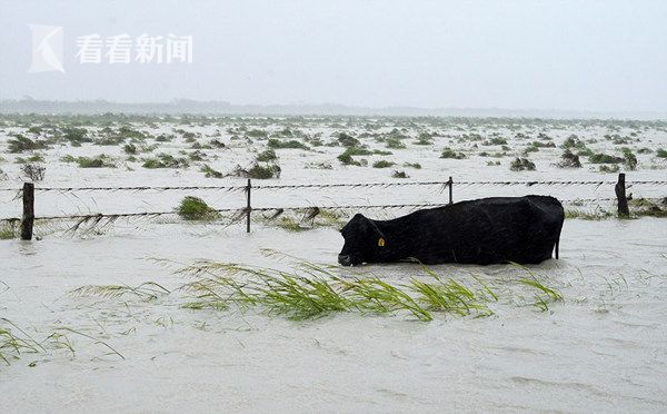 飓风哈维引发洪水 狗狗被拴路边遭遗弃 浑身