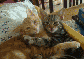 壁纸 动物 猫 猫咪 小猫 桌面 296_208 gif 动态图 动图