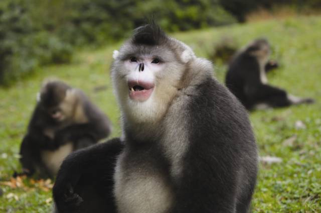雪山上的滇金丝猴秘境|滇金丝猴|原始森林|白马