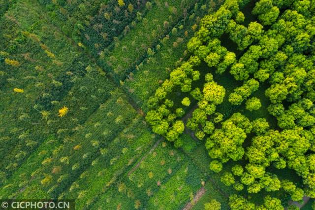 航拍美丽中国:江苏海安满目翠绿|海安|美丽中国