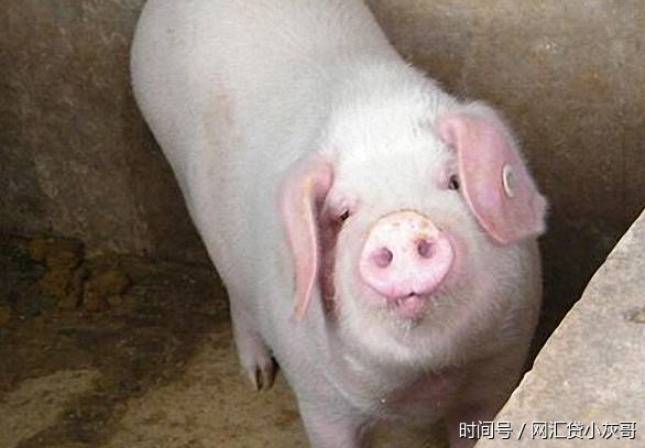 农村人注意啦:每头猪交环保税16元,家养的不算