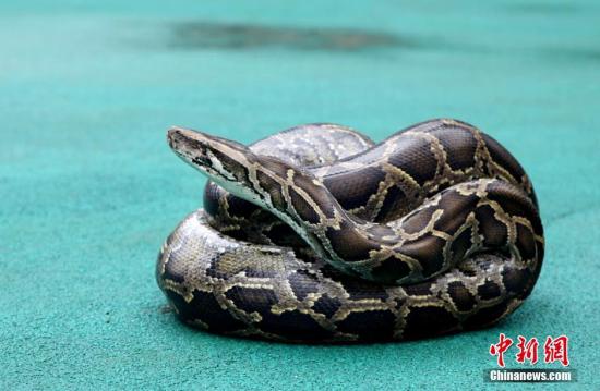 资料图：蟒蛇。吴从昊 摄