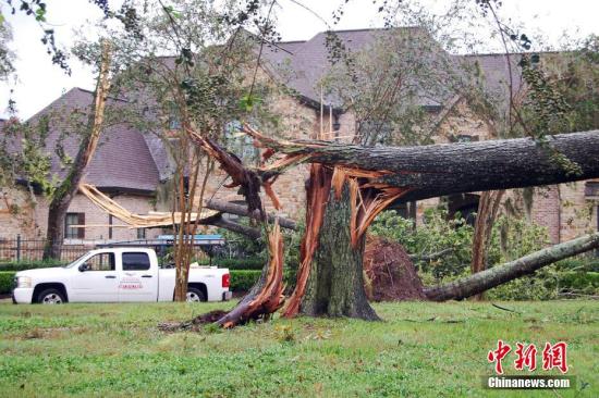 大西洋飓风“哈维”于8月25日夜间登陆得州南部沿海地区后，26日上午，风速已降至1级。图为得州福遍县(Fort Bend County)密苏里市（Missouri City）的Sienna Plantation小区，一户居民房屋前的大树被刮断。中新社发 贾忠 摄