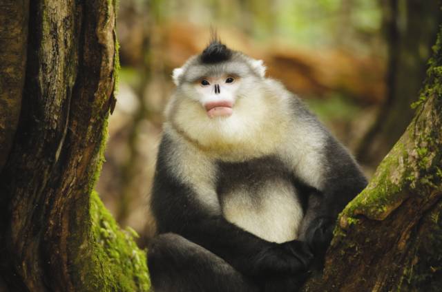 雪山上的滇金丝猴秘境|滇金丝猴|原始森林|白马雪山_新浪新闻
