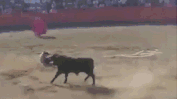 视频男子抗议斗牛闯入赛场反遭公牛顶至半空又被踩