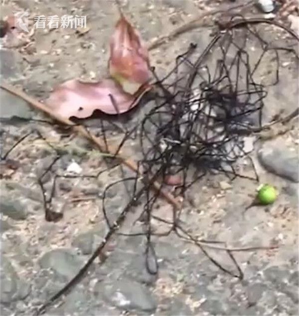 视频|异形降临?台湾发现神秘生物 仿若一团黑线