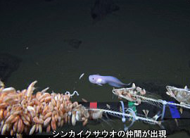 视频|8178米深处的鱼长得像蝌蚪 日本刷新拍摄