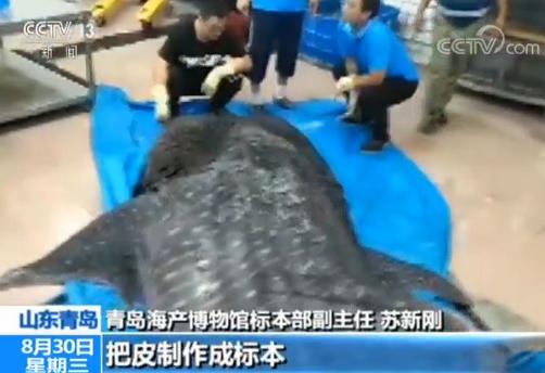 渔民休渔期出海捞到国家二级保护动物鲸鲨被处