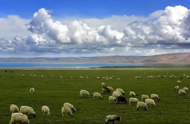 草原 排名_草原手机壁纸(3)