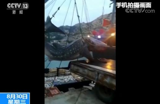 渔民休渔期出海捞到国家二级保护动物鲸鲨被处