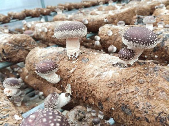 用矿泉水种香菇?这个食用菌厉害了|罗彬|香菇|