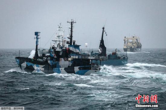 资料图:当地时间2014年2月2日,南大洋,日本捕鲸船“第二勇新丸”(Yushin Maru)号企图对反捕鲸船“史蒂夫·欧文”(Steve Irwin)号进行驱离。