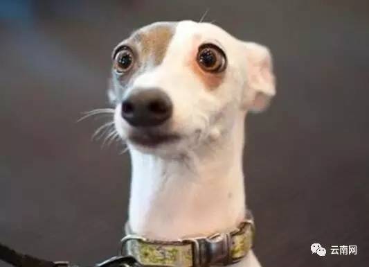 男子假冒公安厅副厅长网上相亲!照片简历错漏