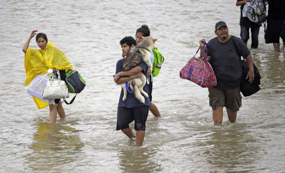 在飓风和洪水面前 美国人这样对待宠物|洪水|哈