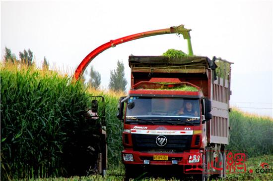 新疆裕民县青贮玉米收割忙|玉米|新疆|裕民县