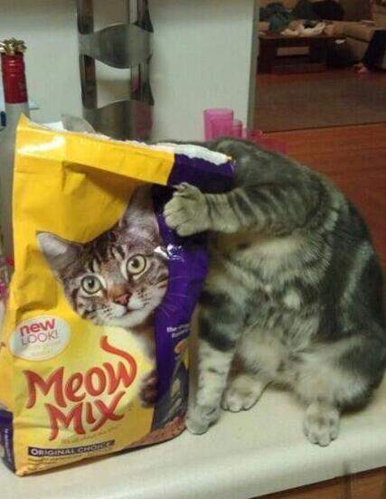 疯狂猜图月亮猫眼睛_疯狂猜图电影两个眼睛 疯狂猜图两个绿眼睛(3)