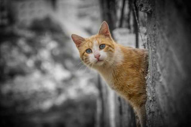 20岁的Hadeel Hamdan热衷于拍摄营地周围的猫,他说,猫和鸟是受欢迎的动物。
