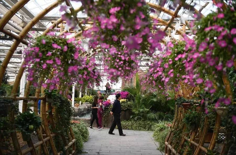 第九届中国花博会惊艳了银川!视频+海量图带你