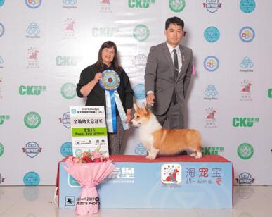 中国宠物行业的冠军犬正在加速发展|巴顿|冠军