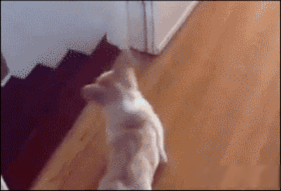 最新一期内涵爆笑动图 清纯萝莉的裙子下,到底藏着啥